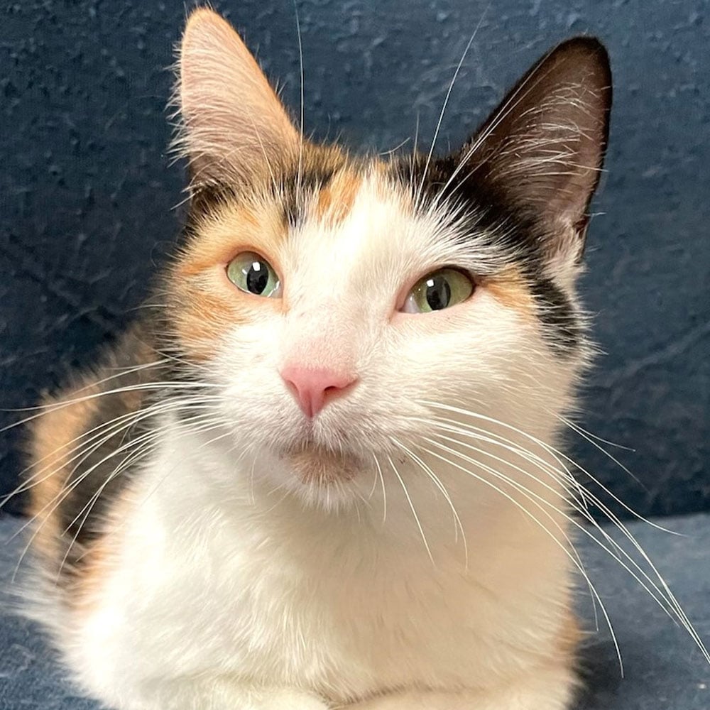 Meet Daphne