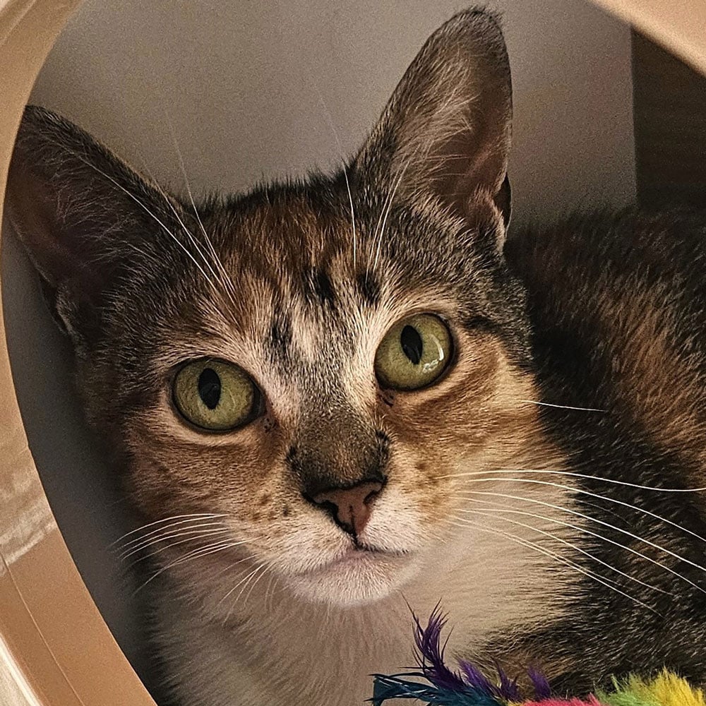 Meet Dandelion