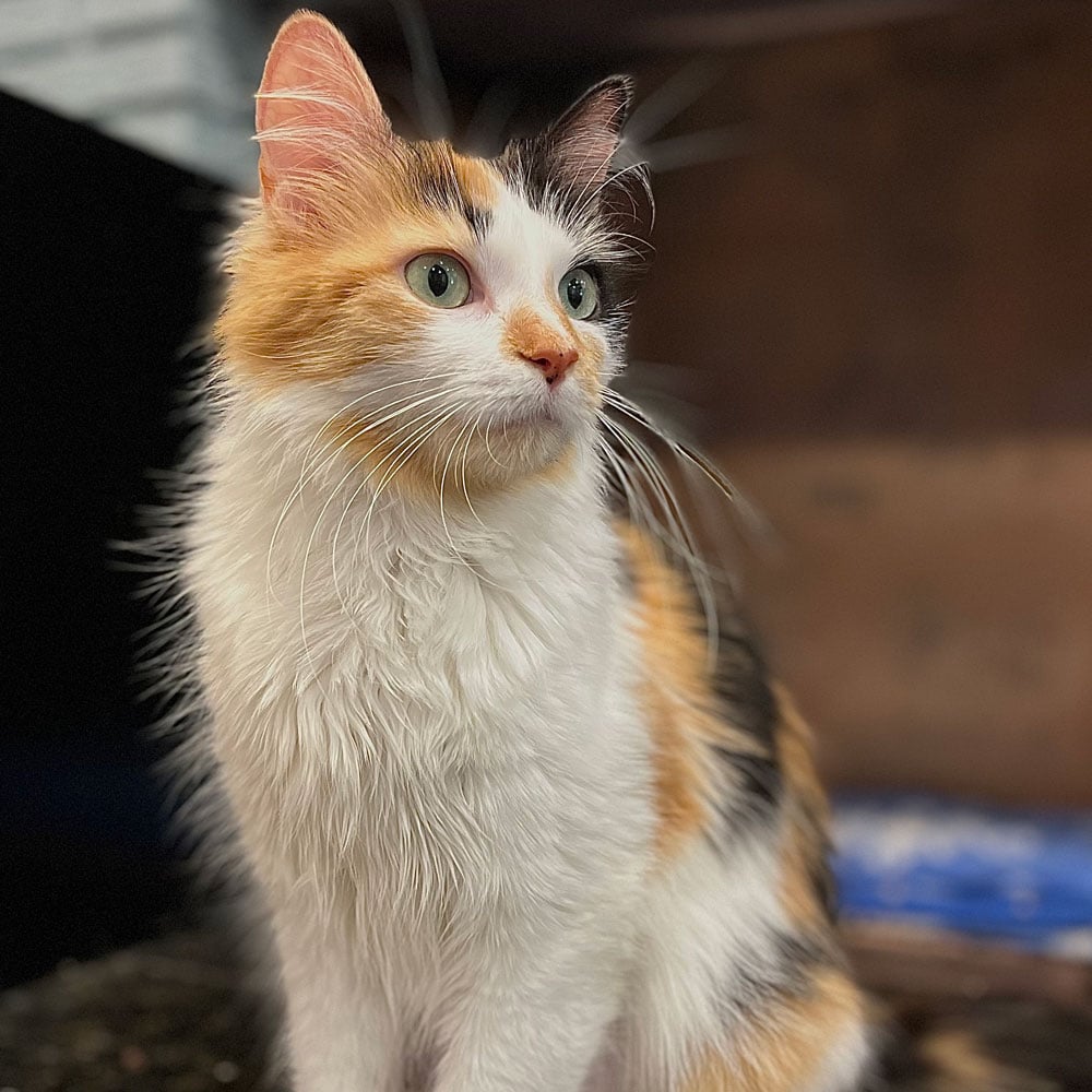 Meet Maxine