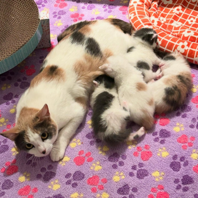 Mama Missy