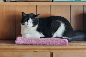 Kabul Cat, Eduardo at home.