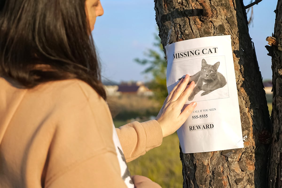nsala_2025_web_blog_image_lostcat_1