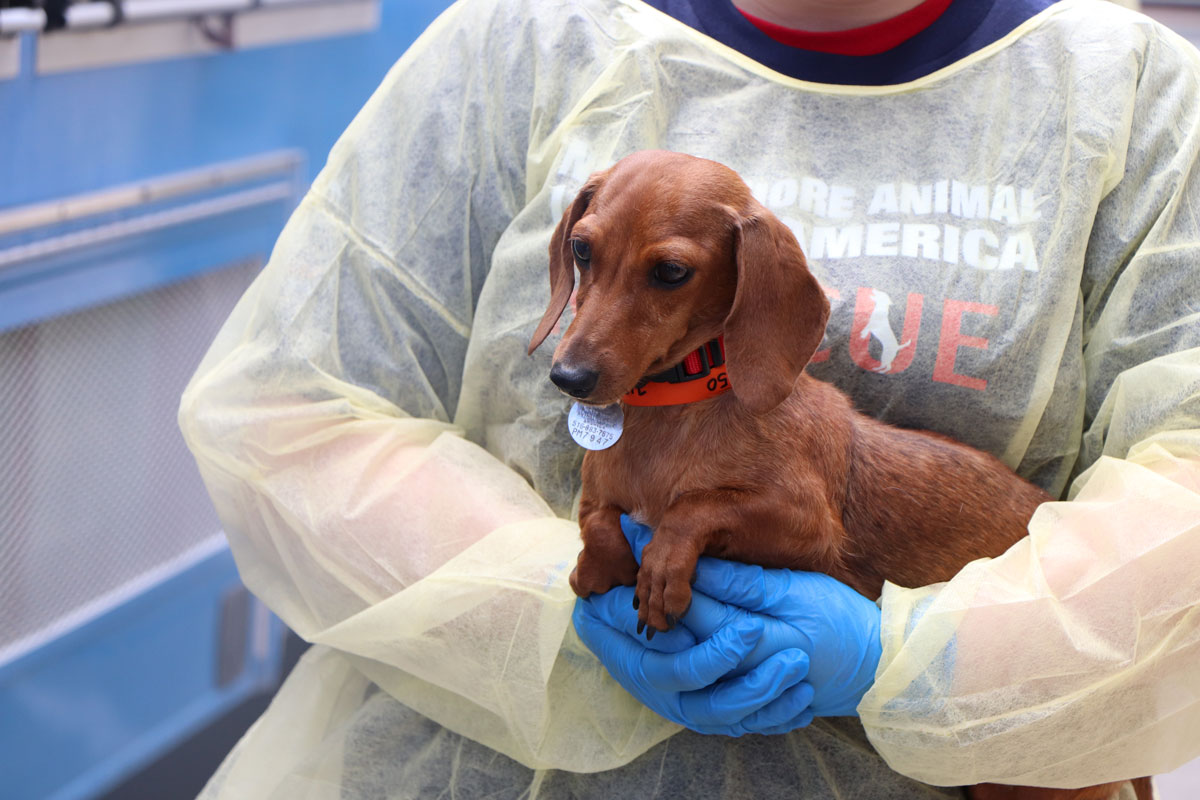 Fifty-5 Canines Rescued from a Lifetime of Breeding Discover Hope