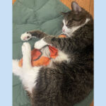 sponsor-pet-dempsey-july2025