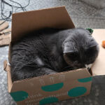 sponsor-pet-keke-july2025