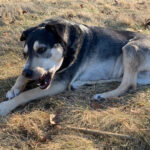 sponsor-pet-niko-july2025