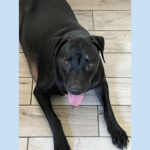 sponsor-pet-oliver-july2025a