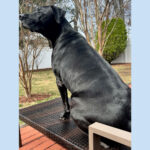 sponsor-pet-oliver-july2025b