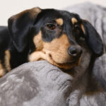 sponsor-pet-shakespeare-july2025c
