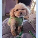 sponsor-pet-simon-july2025