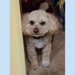 sponsor-pet-simon-july2025a