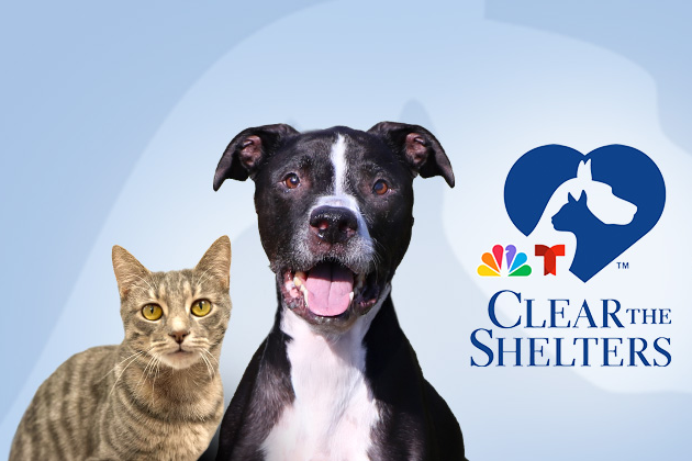 Clear the Shelters