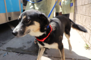 aussie mom tx rescue