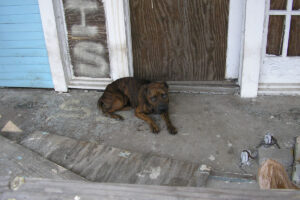 Twenty Years After Katrina Our Work Continues