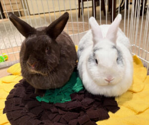 Spokesbuns Sunnybunny and Stephen Heavensent