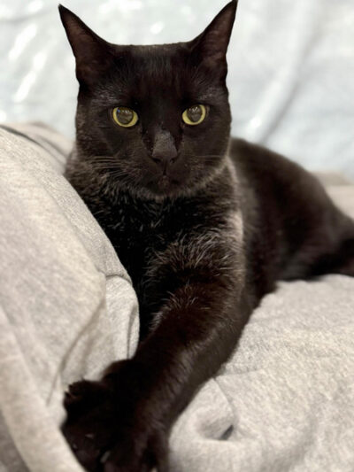 beths-blog-oct25-foster-blessa Blessa