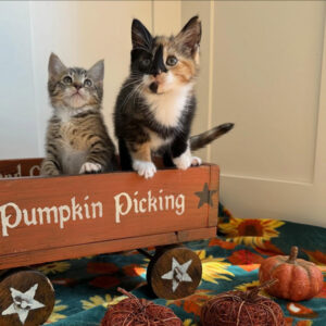 Pumpkin Kittens