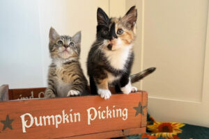 Beth's Blog, October 2025