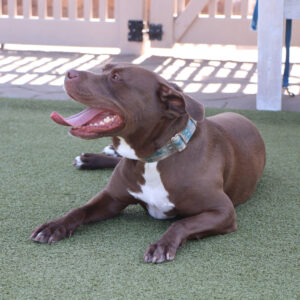 g25956-alice-female-adult-brown-white-pittie-mix-090524 Alice, G25956