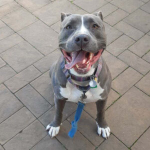 g27993-bobby-male-adult-grey-white-pittie-mix-052324a Bobby, G27993