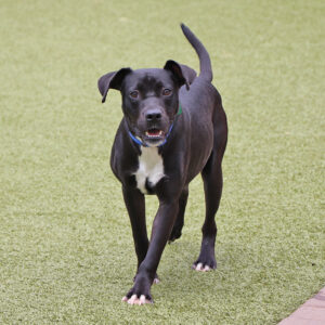 g28416-buck-male-young-black-white-terrier-mix-080823b Buckie, G28416