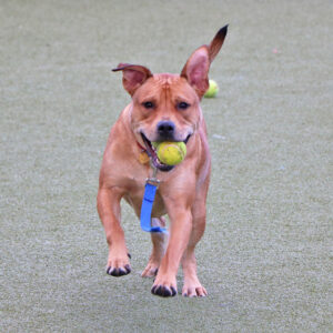 g28623-kevin-male-young-tan-mix-breed-120524d Kevin, G28623
