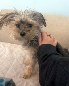 HMH Sam in Foster Home