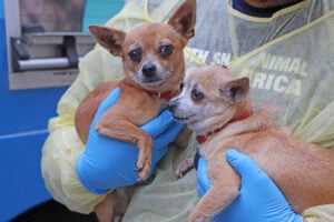 Mill Rescue, October 2025