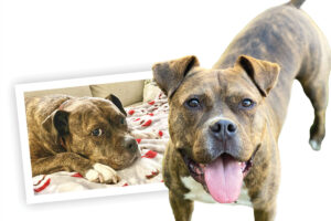 The Gift of Mobility for a Loyal Companion