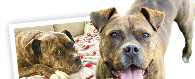 The Gift of Mobility for a Loyal Companion