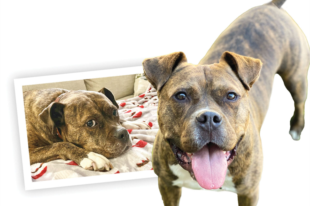 The Gift of Mobility for a Loyal Companion