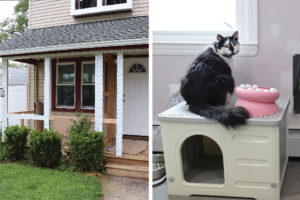 Here Comes the Sun for Special Cats