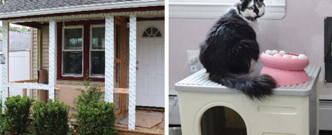 Here Comes the Sun for Special Cats