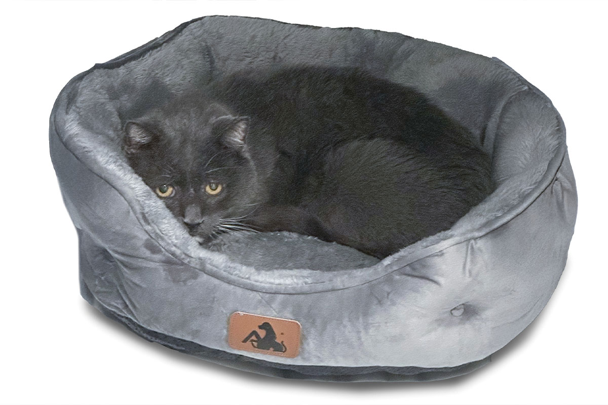 Here Comes the Sun for Special Cats