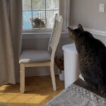 Sponsor Pet Bobbi, Nov 2025