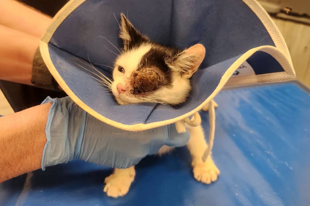 Phantom Fluff Dec 2025