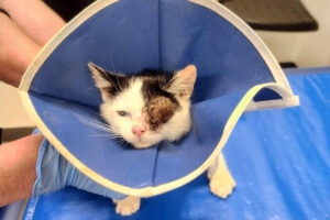 Phantom Fluff Dec 2025