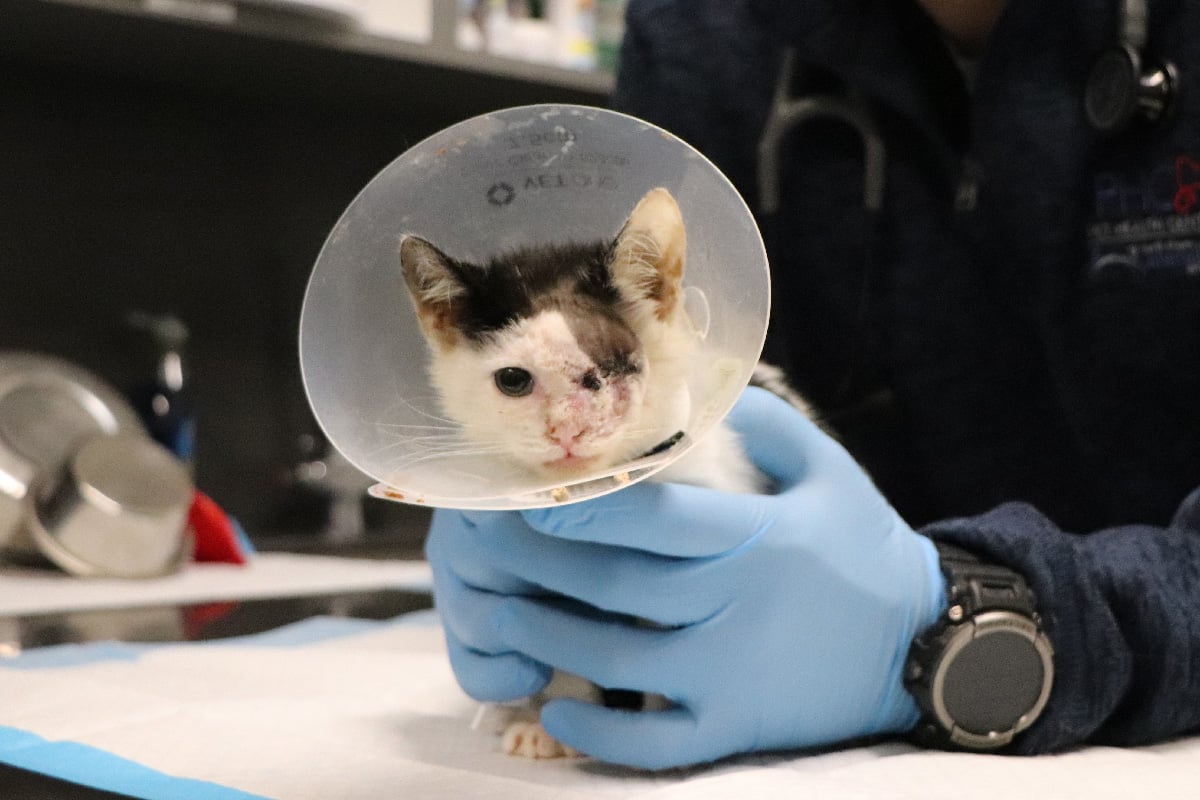 rescue_phantom_fluff_dec_2025 Phantom Fluff Dec 2025