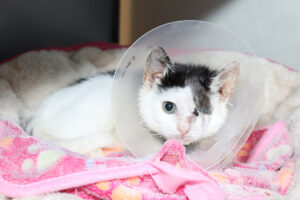 Phantom Fluff Dec 2025