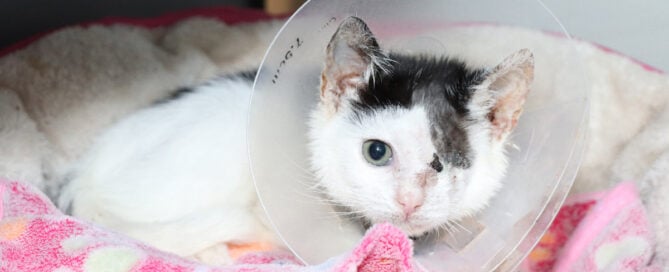 Phantom Fluff Dec 2025