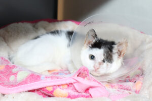 Phantom Fluff Dec 2025