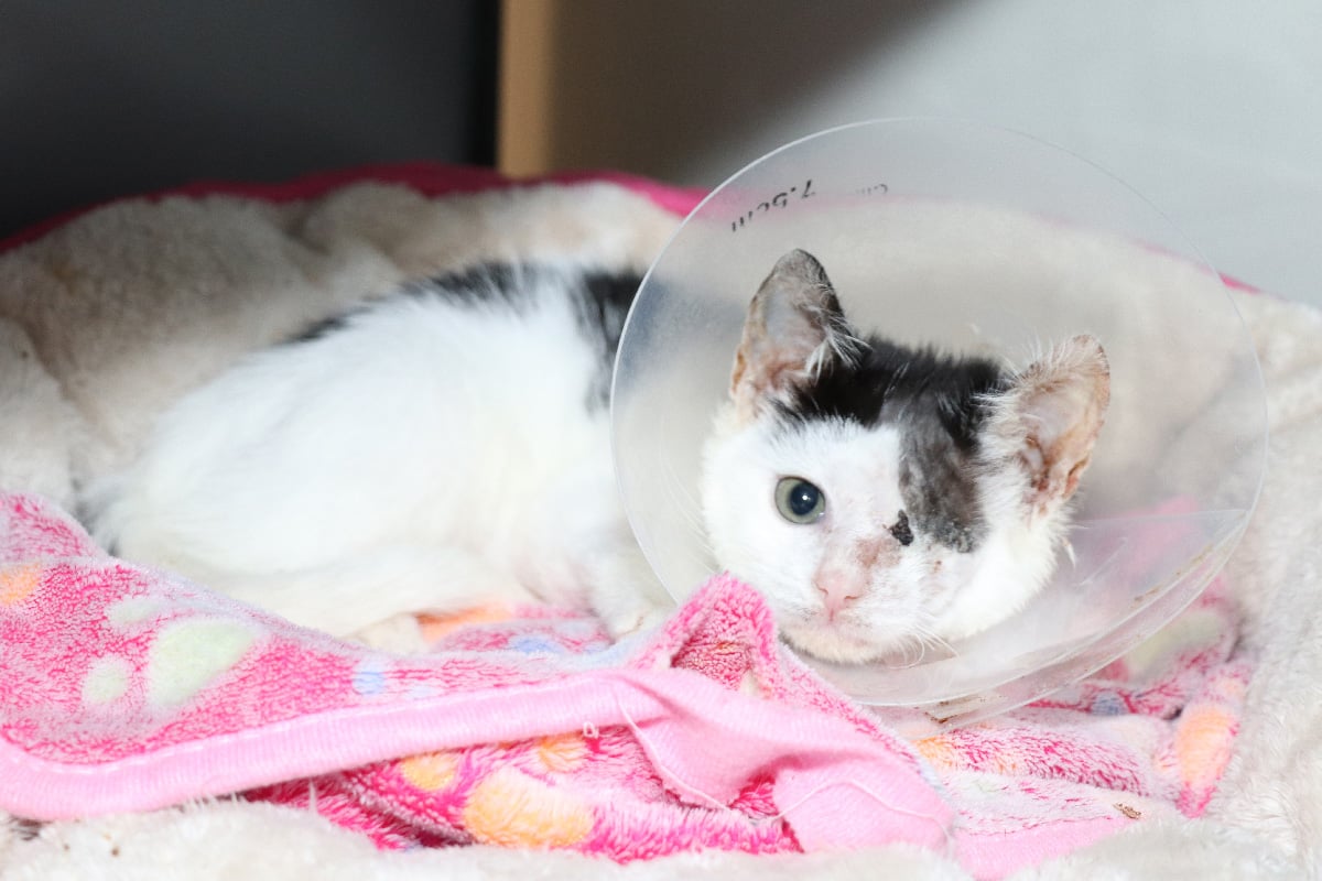 Phantom Fluff Dec 2025