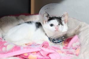 Phantom Fluff Dec 2025