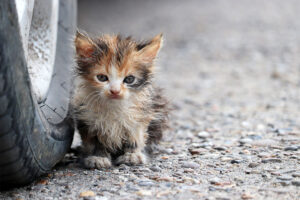 Stray Kitten