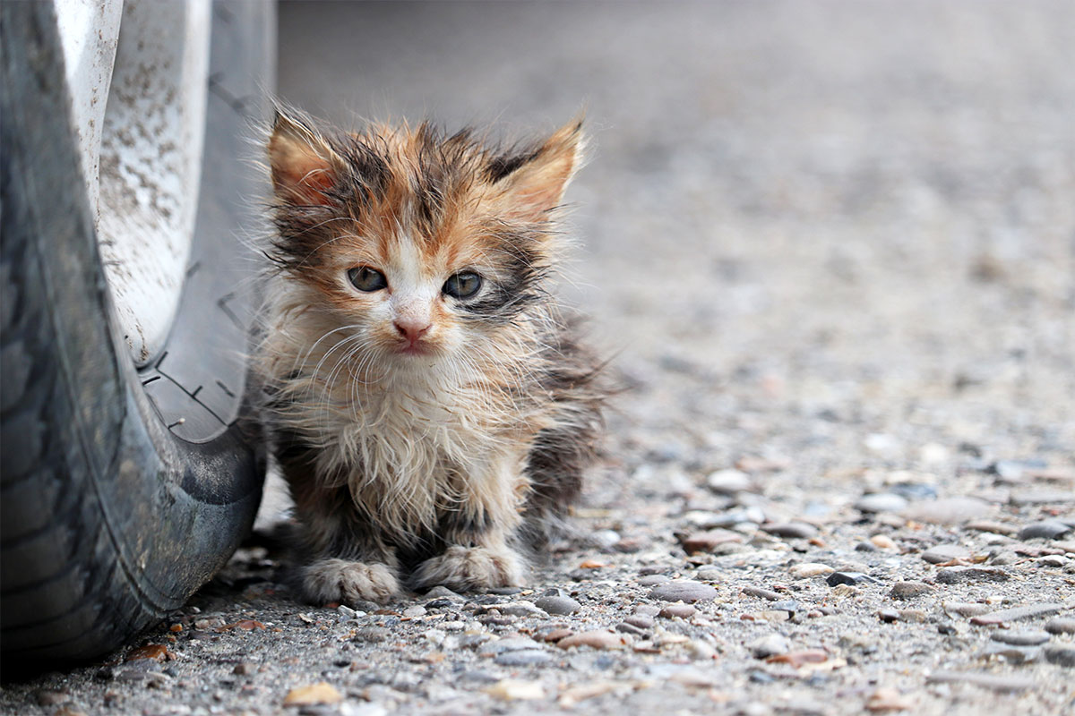 Stray Kitten