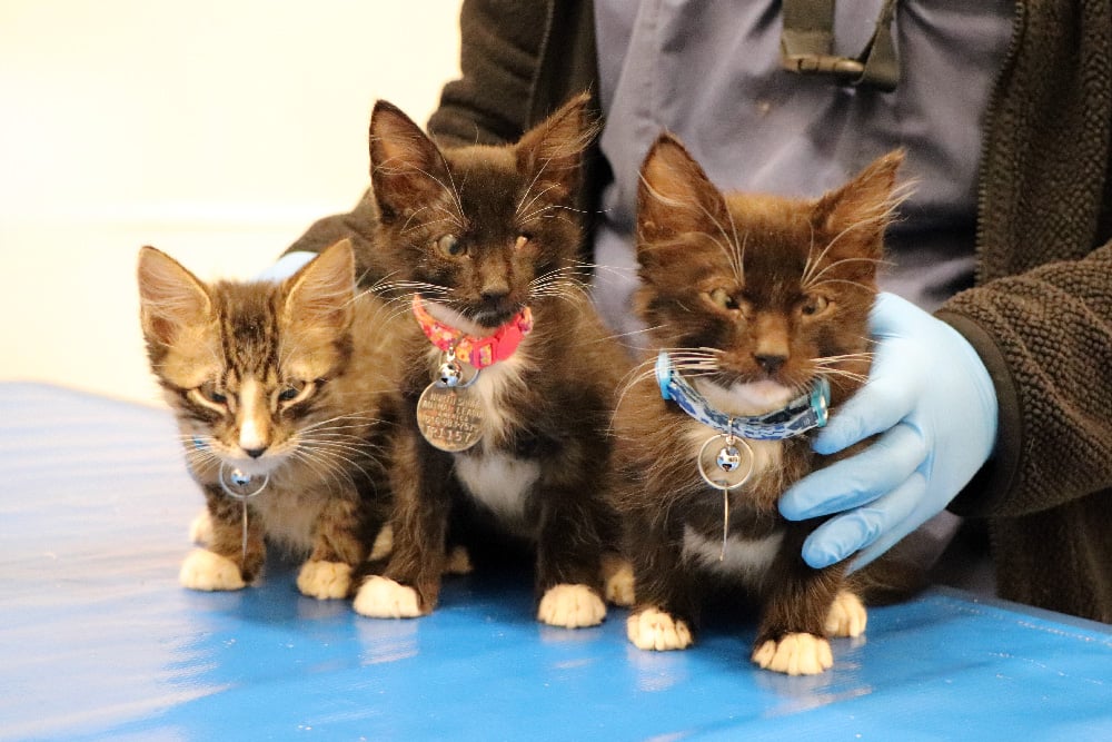 beth-blog-dec2025-jan-hmh-kittens2 Kitten Trio