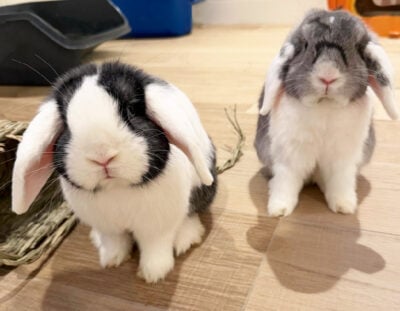 beth-blog-dec2025-josie-melvin