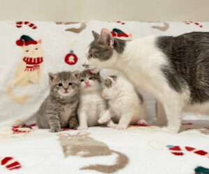 Mama Chrissy and Kittens