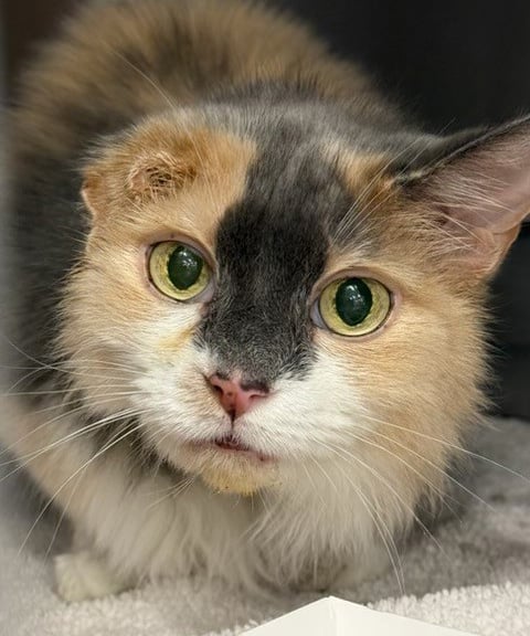 beth-blog-dec2025-polly-promise Polly Promise