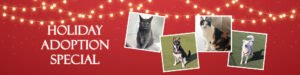 2025 Holiday Adoption Special